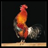 Radio El Canto Del Gallo