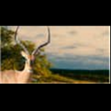 Radio Impala Internet Radio