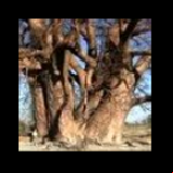 Radio Radio Baobab